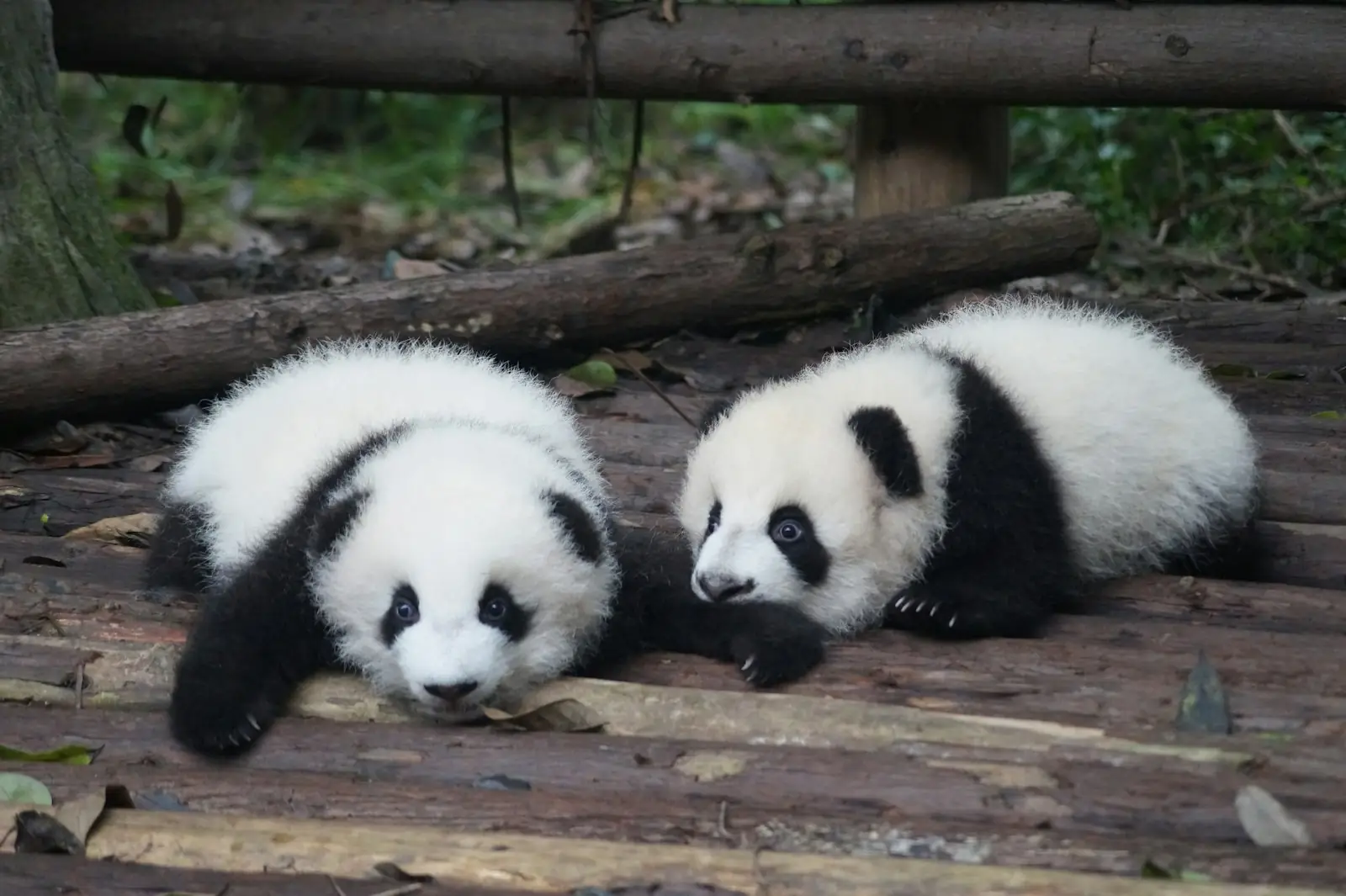 Panda portrait