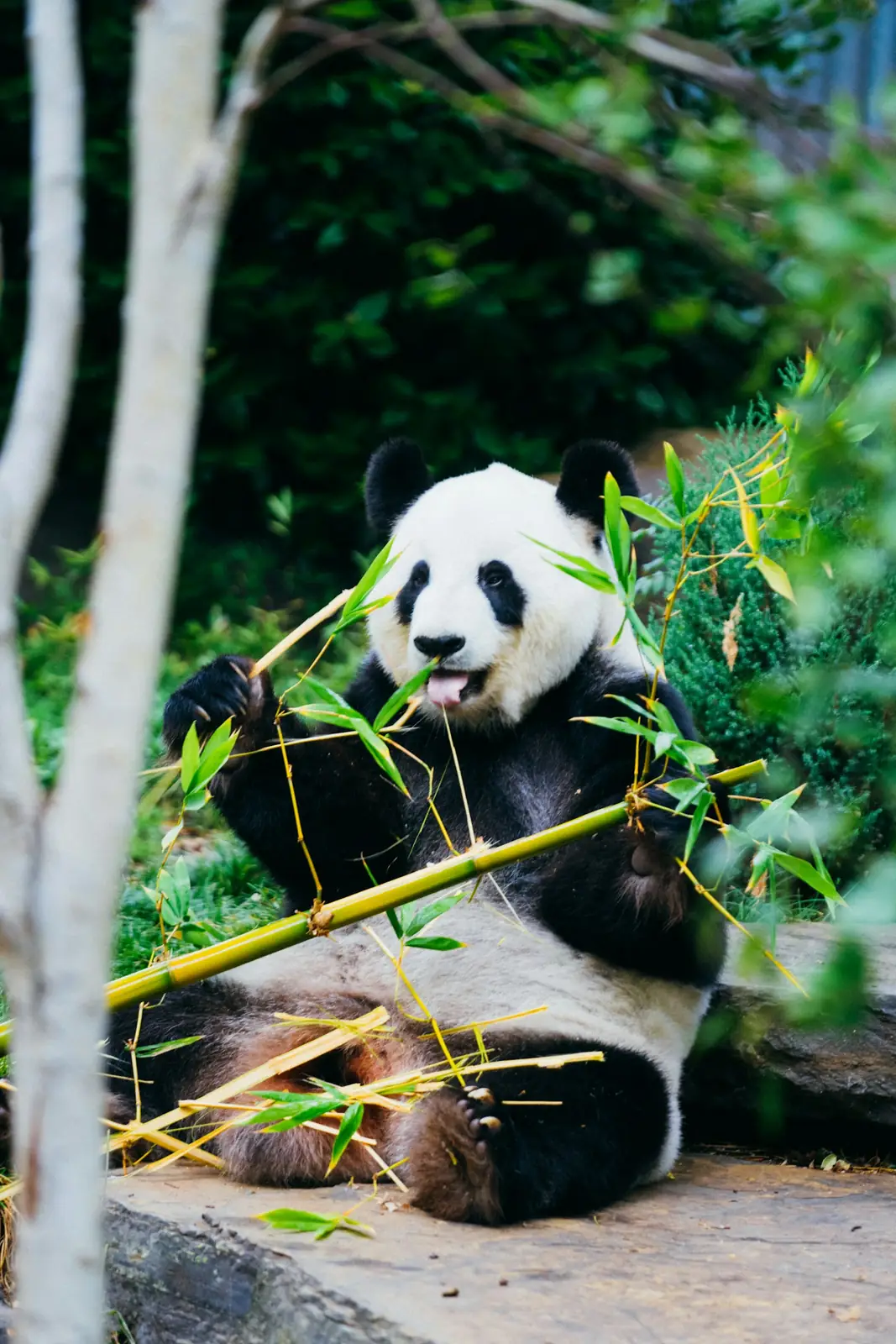 Panda in tree